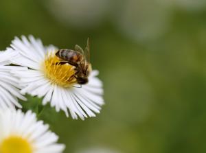 a honeybee on a white aster