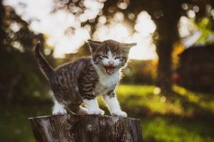 a startled kitten standing on a stump