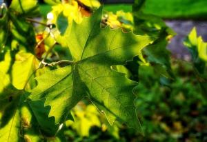 sun filtering through leaves