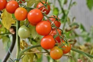 Tomatoes ripening on a vine. Some are yellow, some are red, and some are green