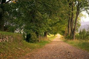 a tree-lined path with dead leaves on the ground and green leaves still on the trees, in September