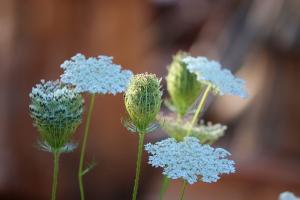 Several blossoms of Queen Anne's Lace, a white wildflower with a hairy light green stem, in front of a brown blurry background