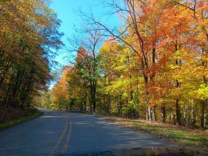 Trees in orange and gold under a blue sky, with a road winding between them