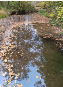 brown and yellow autumn leaves on the reflective surface of a creek