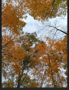 looking up at trees with gold leaves, under a cloudy sky