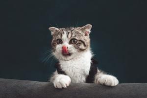 a gray tabby kitten with a white mask peeking up over a rail and licking his nose