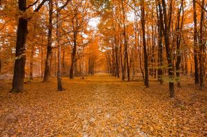 a forest with the floor all covered in orange leaves, and orange Autumn trees rising up. 