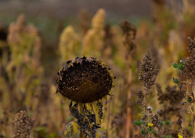 a dead sunflower, with the petals dropped and several seeds picked out, in a field of dry grass