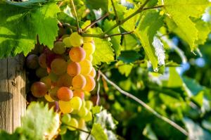 A grape vine with golden grapes, in the warm sun