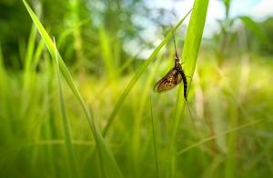 a mayfly hanging onto a reed