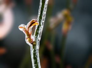 the stem of a rose, encased in ice, with the sun shining brightly on it