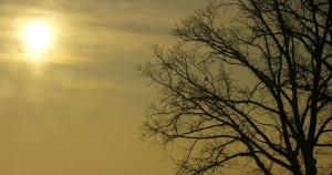 the sun filtered through sepia gray clouds with a dark, leafless tree in the foreground