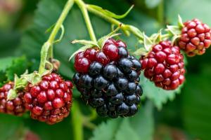 a closeup of blackberries ripening on a bush. The one in the middle is nearly ripe and deep blue, and the others are purple.