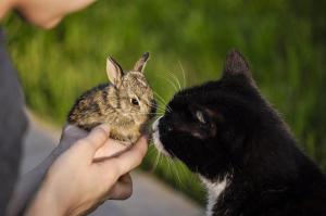 a cat suspiciously touching noses with a baby brown rabbit, who is being held by a child's hands. 
