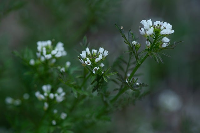 Harbinger of Spring, a wildflower with tiny white petals