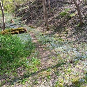 A path up a hill, lined with the wildflower known as "blue-eyed Mary."