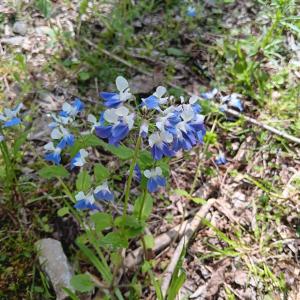 A closeup of the blue-eyed Mary, which has white petals at the top and blue petals at the bottom.