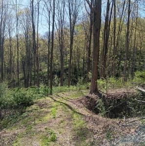 Part of the trail at Fernwood State Forest, starting to meander uphill