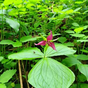 A small red blossom with three pointed petals, growing out of a cluster of three flat green leaves, surrounded by ferns and other green plants on the forest floor.