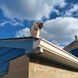 Charlie, a gray and white cat, standing on the roof of my neighbor's garage