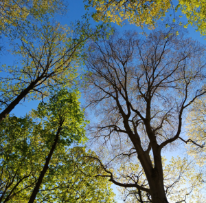 looking up at the branches of the trees, against a clear blue sky