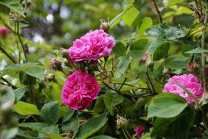 a rose bush with the buds opening up into pink flowers