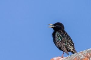 a small black starling with  yellow beak, perched in front of a blue sky