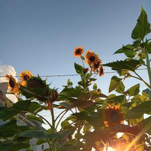 Sunlight filtering through sunflowers in my garden