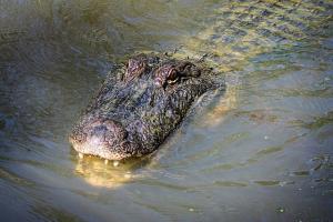 An alligator with its head sticking out of the water