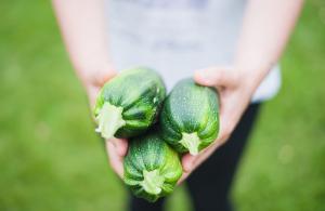 hands holding freshly picked zucchini