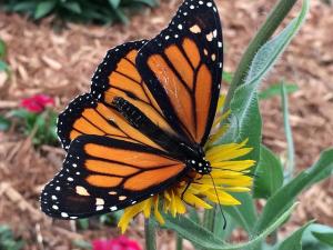 A monarch butterfly, on a dandelion