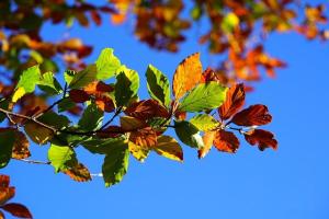 fall leaves in front of a blue sky