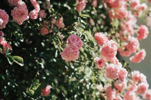 roses growing on a rose bush