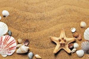 summer seashells on a beach