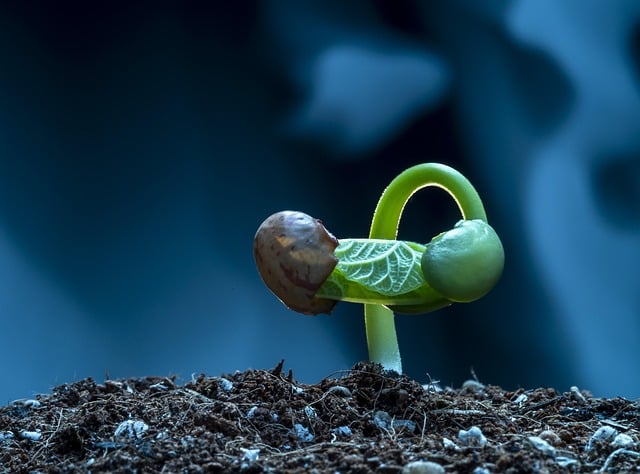 How Does A Seed Grow? How Does the Kingdom of Heaven?