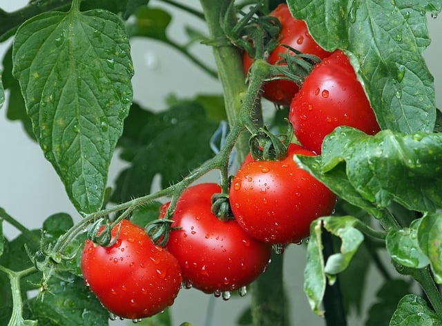 Theology of the Tomato Time