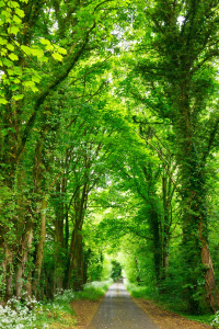 tree canopy