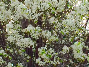 bradford pear march 6 2016