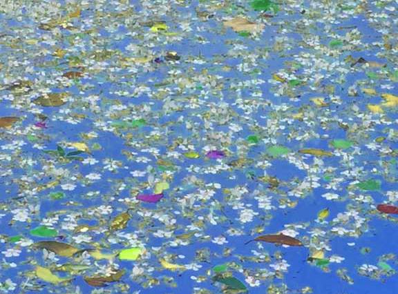 The blossoms covered the pool the following morning.