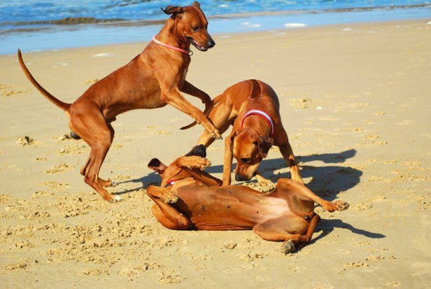 dogs on beach