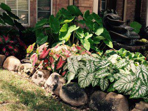 My own front yard, lovingly planted and tended.