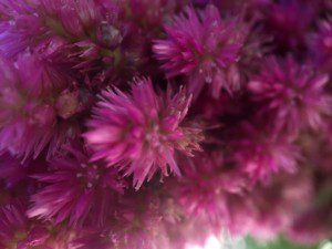 celosia from my garden September 2016