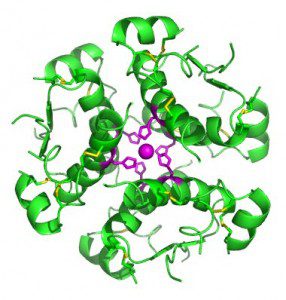 Molecular structure of insulin