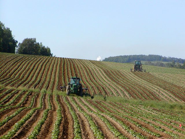 Monoculture in a potato field: efficient, but not effective in the long run