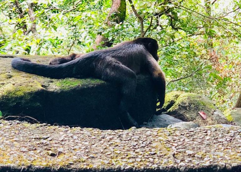 A howler monkey stretches out in front of me