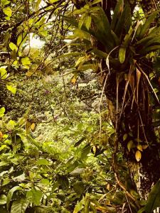 tropical rain forest: no solstice celebrations here