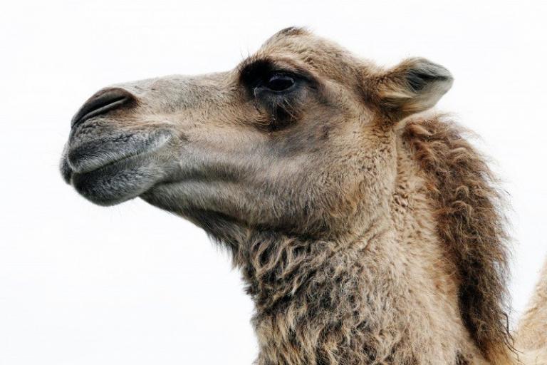 The centrists and progressives fiddled as the camel took over the tent