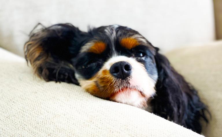 Owning a Cavalier King Charles Spaniel - Eye Envy Inc.