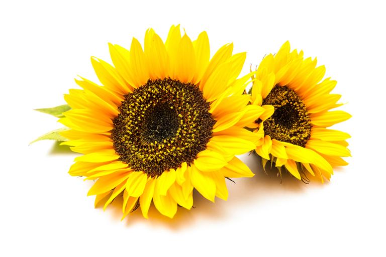Ukraine Day Five: the sunflower, the flower of Ukraine