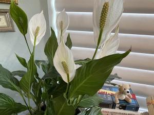 mother Peace Lily today